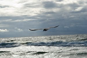 Möwe