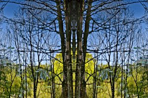 Strange Tree