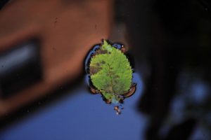 Abgefallen schwimmend